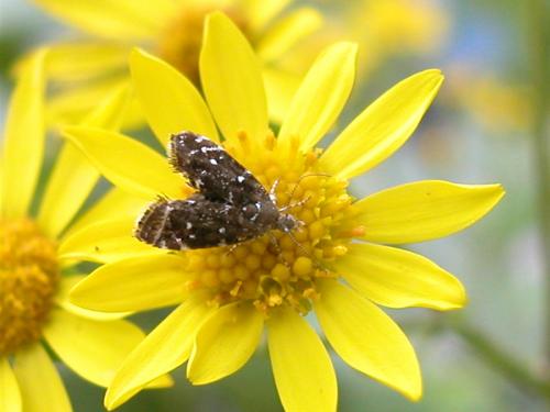 Réf. 273 037 : Prochoreutis sp.